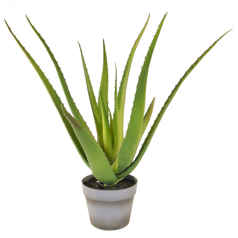 Die Saisontruhe Kunstpflanze Aloe Vera im Topf | Wayfair.de